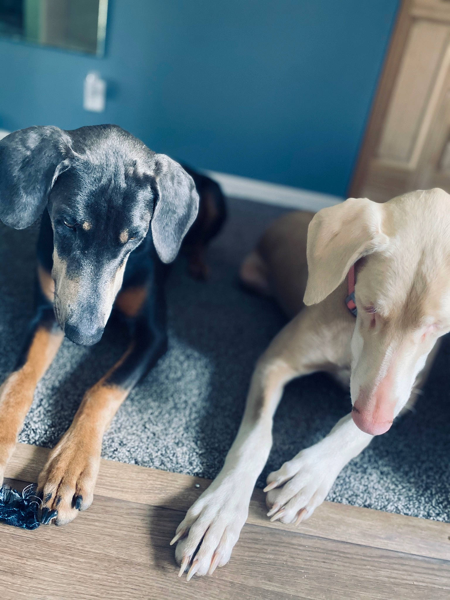 Koda is registered to the contest to win money with this photo: canidae, carnivore, companion_dog, dog, dog_breed, fawn, flooring, fur, guard_dog, hardwood, paw, pet_supply, puppy, snout, sporting_group, tail, terrestrial_animal, toy_dog, working_animal, working_dog