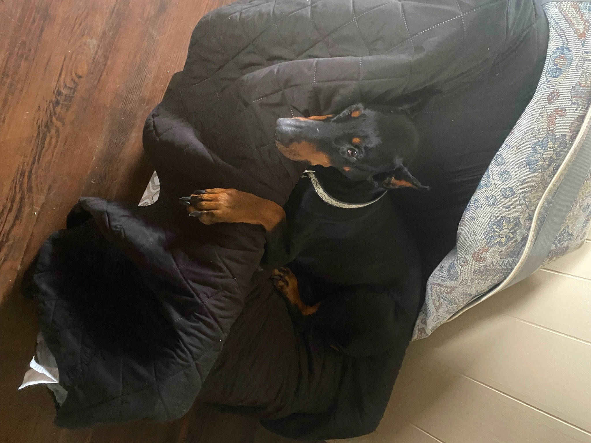 Izzy joined the competition — help win amazing prizes! bag, carnivore, chair, collar, comfort, companion_dog, dog, dog_breed, dog_supply, eyewear, fashion_accessory, fawn, goggles, grey, hat, luggage_and_bags, pet_supply, shoe, snout, working_animal