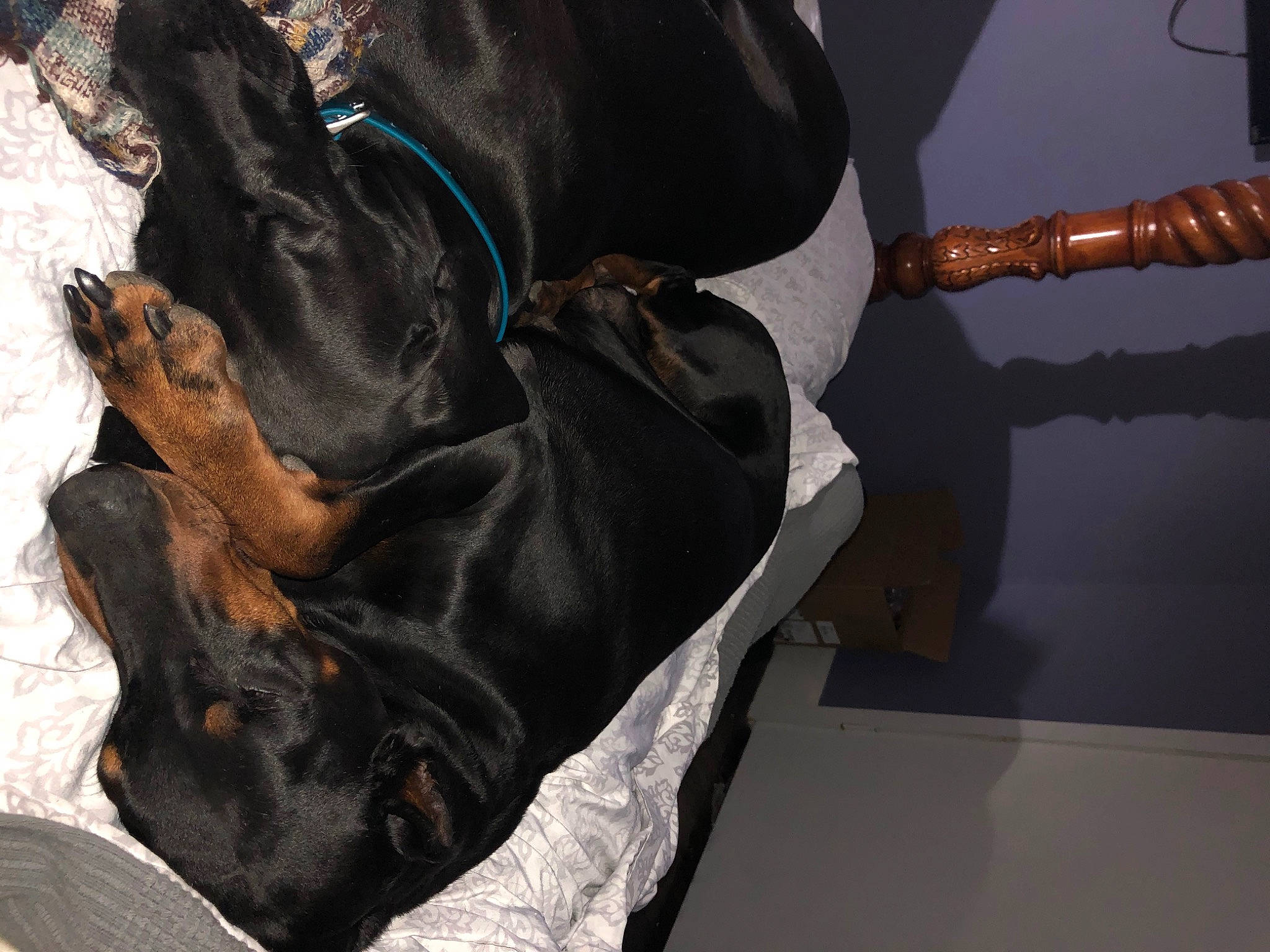 Izzy joined the competition — help win amazing prizes! carnivore, comfort, denim, dog, dog_breed, elbow, event, folk_instrument, foot, fur, guitar, guitar_accessory, human_leg, music, musical_instrument, musical_instrument_accessory, outdoor_shoe, personal_protective_equipment, plucked_string_instruments, string_instrument