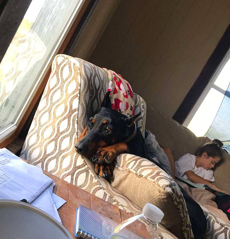 Izzy is registered to the contest to win money with this photo: bedding, bedroom, canidae, carnivore, comfort, companion_dog, couch, dog, dog_breed, fur, linens, living_room, nap, passenger, room, sitting, sleep, sporting_group, vehicle_door, window