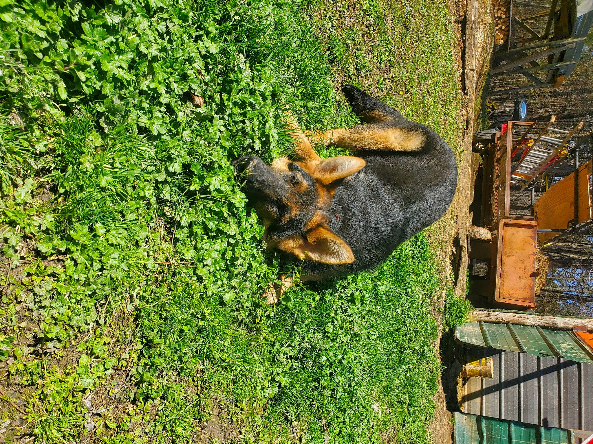 Jack joined the competition — help win amazing prizes! carnivore, dog, dog_breed, fawn, grass, groundcover, guard_dog, lawn, liver, pack_animal, plant, shrub, snout, sporting_group, tail, terrestrial_animal, tree, trunk, wood, working_animal