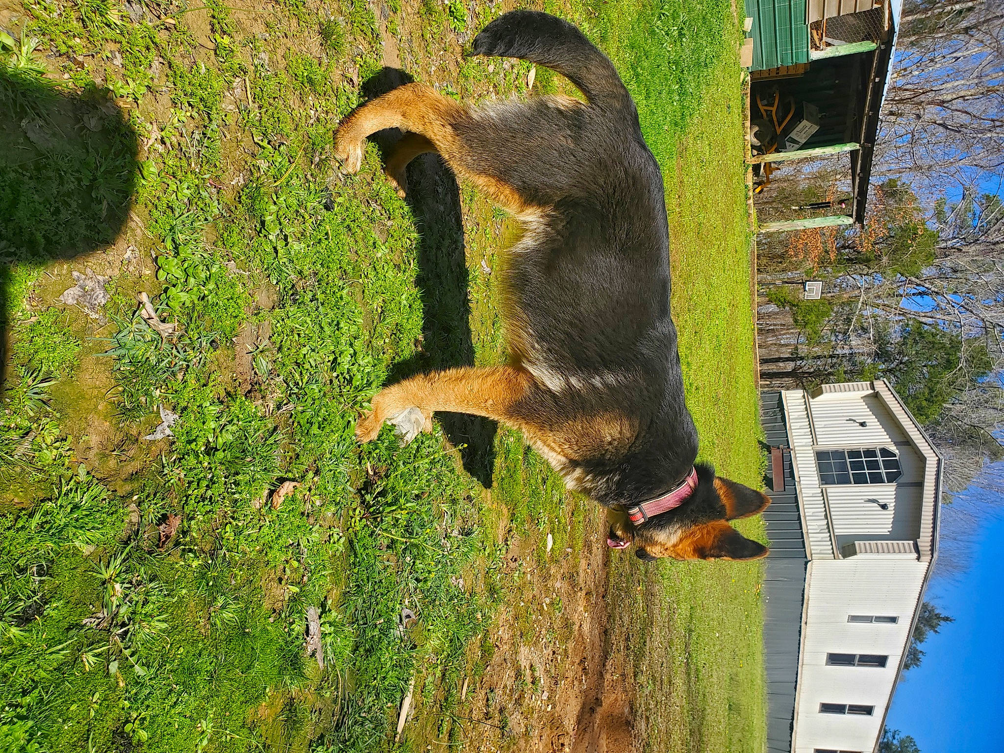 Jack joined the competition — help win amazing prizes! art, beak, building, carnivore, fox_squirrel, fur, grass, groundcover, landscape, mustelidae, plant, sky, squirrel, tail, terrestrial_animal, tree, trunk, wildlife, wood