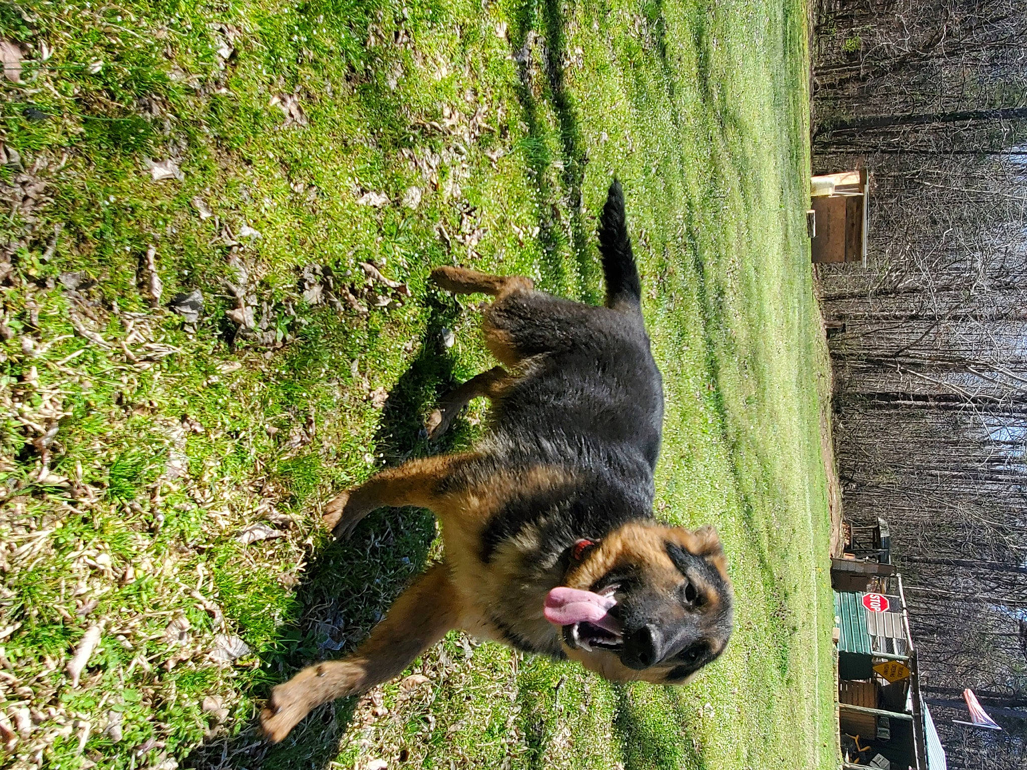 Jack is registered to the contest to win money with this photo: canidae, carnivore, companion_dog, dog, dog_breed, fawn, german_shepherd_dog, grass, guard_dog, herding_dog, king_shepherd, old_german_shepherd_dog, plant, snout, sporting_group, tail, tree, trunk, water, working_animal