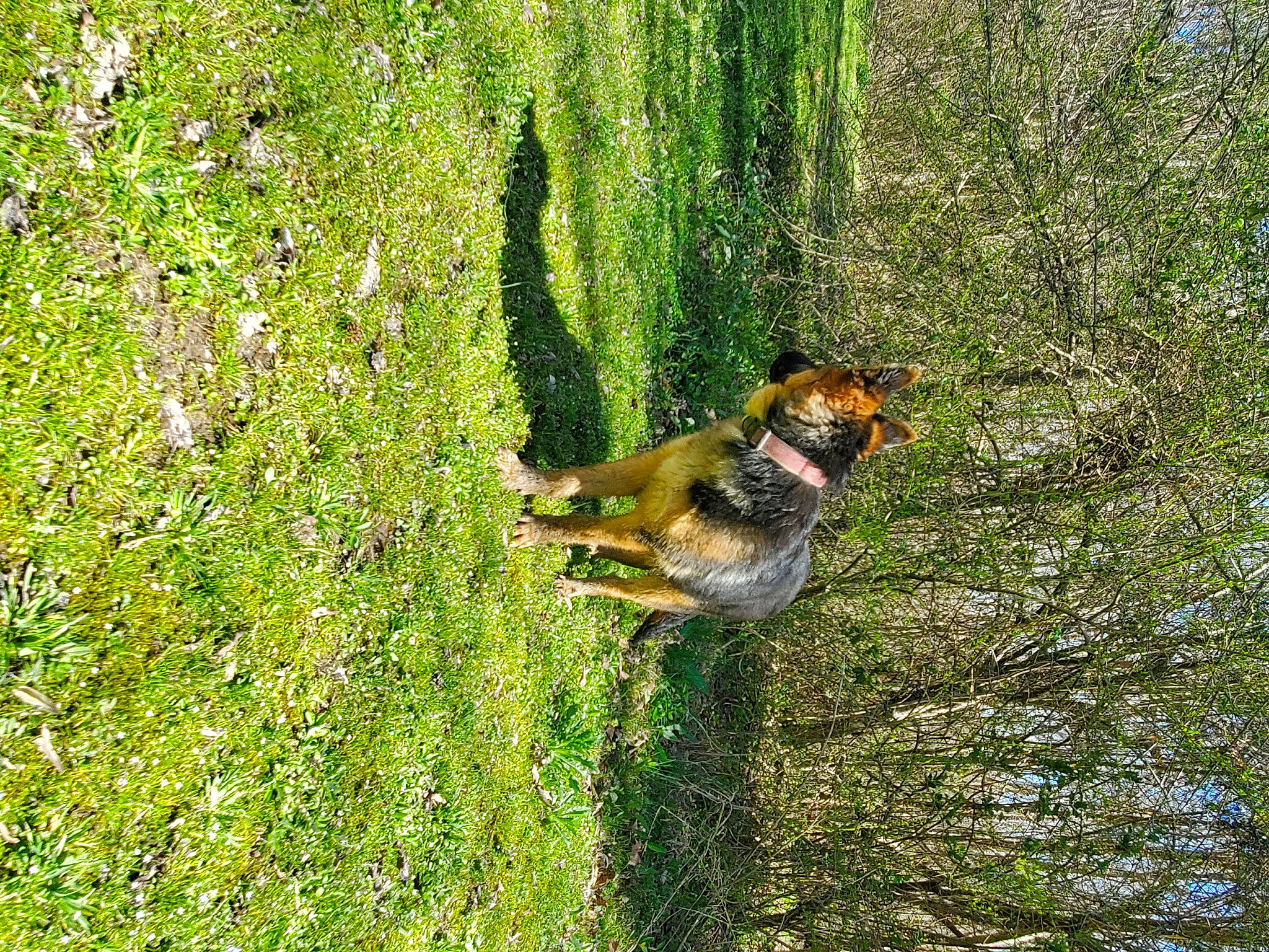 Jack joined the competition — help win amazing prizes! art, beak, canidae, carnivore, companion_dog, dog, dog_breed, fawn, forest, grass, groundcover, people_in_nature, plant, shrub, sporting_group, tail, terrestrial_animal, tree, trunk, wood