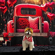 Tyson is registered to the contest to win money with this photo: adorable, bandana, black_background, cute, decor, dog, flower_arrangement, fluffy, heart_shaped_balloons, indoor, love_theme, pet, pillow, puppy, red_truck, romantic, roses, smiling, valentines_day, vintage_vehicle