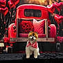 adorable, bandana, black_background, cute, decor, dog, flower_arrangement, fluffy, heart_shaped_balloons, indoor, love_theme, pet, pillow, puppy, red_truck, romantic, roses, smiling, valentines_day, vintage_vehicle
