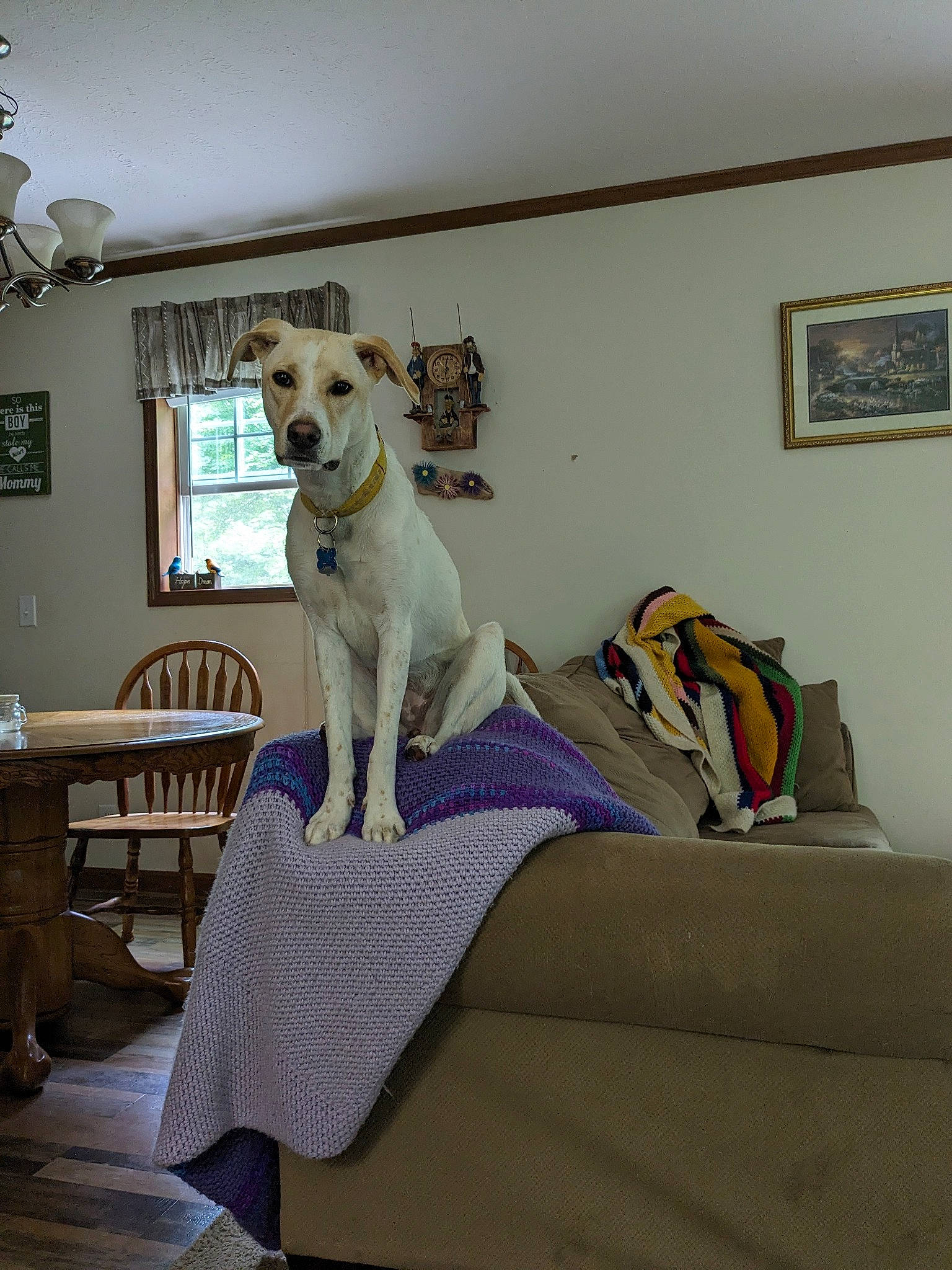 Bella is registered to the contest to win money with this photo: carnivore, chair, comfort, companion_dog, couch, dog, dog_breed, fawn, floor, flooring, furniture, grey, hardwood, interior_design, living_room, outdoor_furniture, picture_frame, studio_couch, table, wood