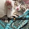 kitten, sleeping, paw, pink_paw_pads, blanket, turquoise, close_up, cozy, relaxed, fur, striped, pet, domestic_cat, cute, indoor, resting, snuggling, young_cat, soft, comfort