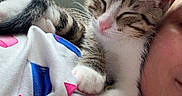Minouche participe au concours pour gagner de l'argent avec cette photo : kitten, cat, sleeping, person, face, shirt, paw, window, indoor, cozy, resting, tabby, fur, cute, pet, human, closeup, relaxed, comfort, natural_light