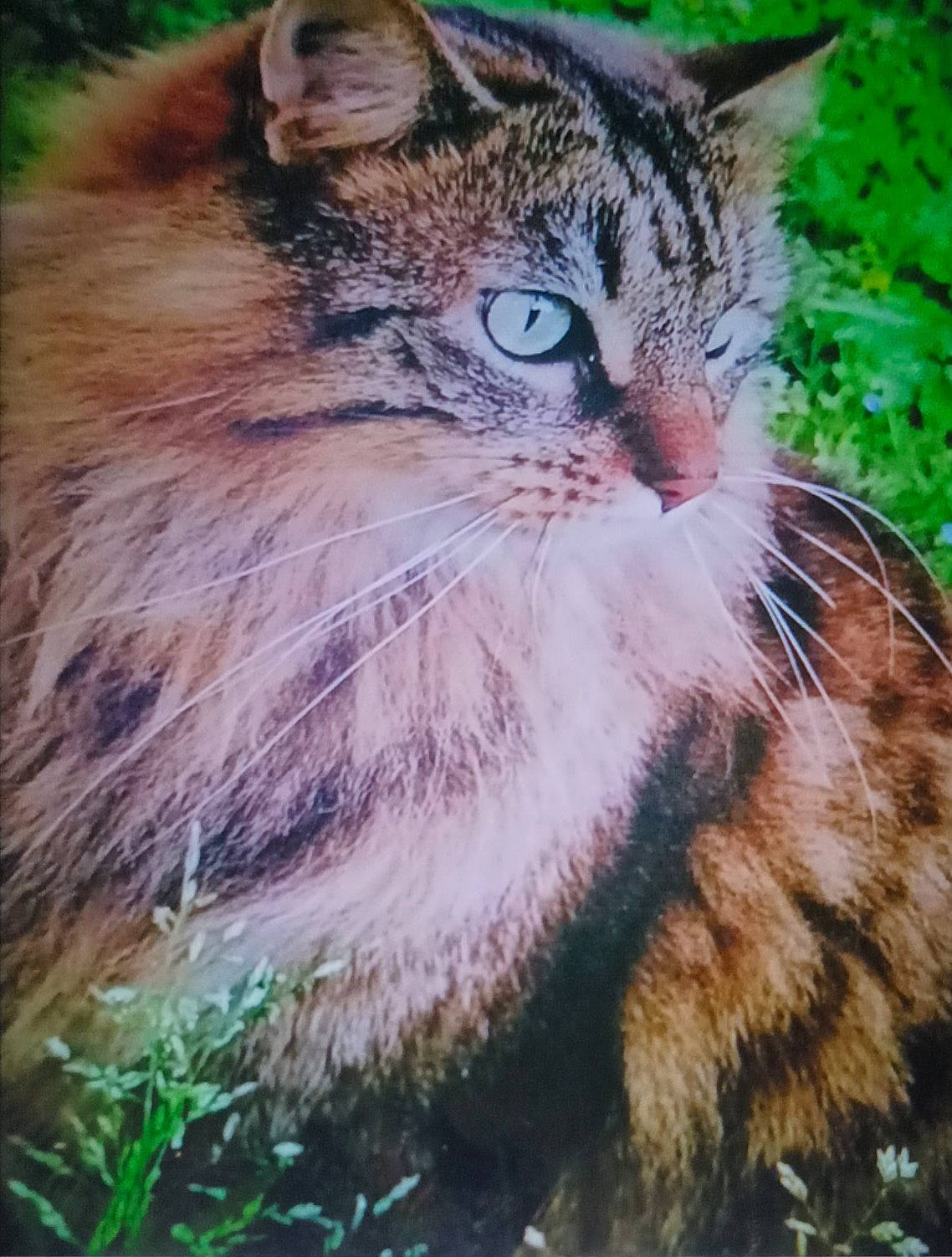 Skye a rejoint le concours — aidez-le/la à gagner de superbes lots ! carnivore, cat, domestic_short_haired_cat, fawn, felidae, fur, grass, happy, paw, photo_caption, plant, small_to_medium_sized_cats, snout, tail, terrestrial_animal, tree, whiskers, wildlife