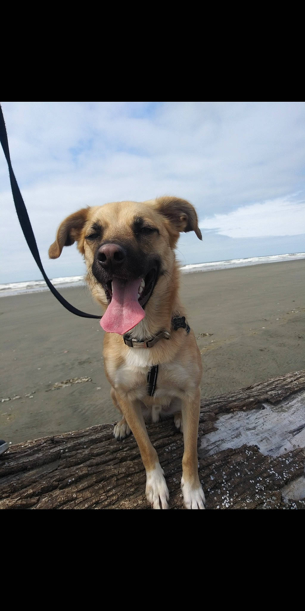 Rocko Rama joined the competition — help win amazing prizes! black_mouth_cur, canidae, carnivore, dog, dog_breed, fawn, kangal_dog, mammal, potcake_dog, snout, sporting_group, street_dog