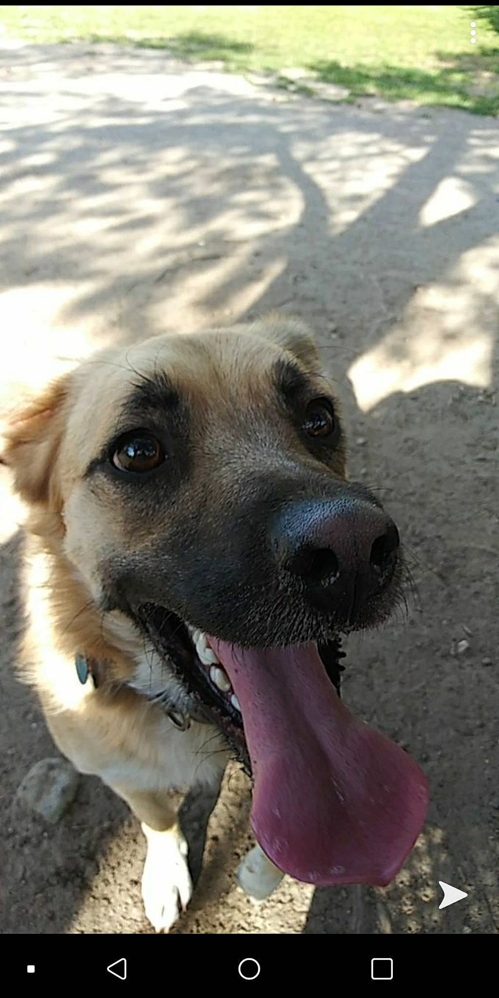 Rocko Rama joined the competition — help win amazing prizes! anatolian_shepherd_dog, black_mouth_cur, canidae, carnivore, dog, dog_breed, fawn, kangal_dog, mammal, nose, potcake_dog, snout, sporting_group, street_dog, vertebrate