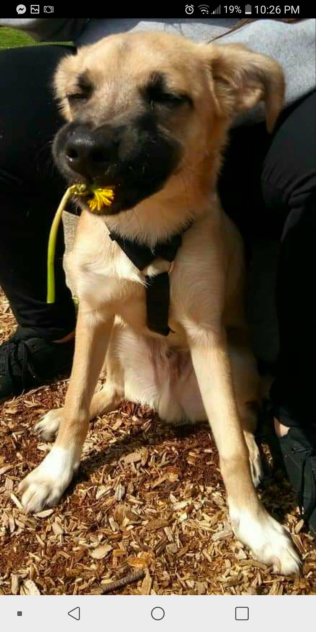 Rocko Rama joined the competition — help win amazing prizes! canidae, carnivore, companion_dog, dog, dog_breed, fawn, kangal_dog, mammal, snout, sporting_group, vertebrate