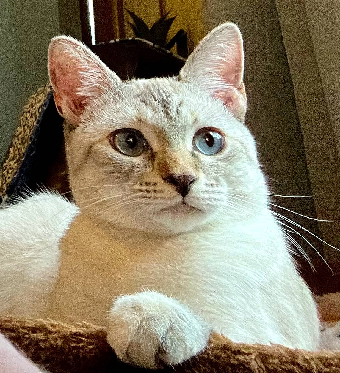 Minnie is registered to the contest to win money with this photo: carnivore, cat, cat_furniture, cat_supply, claw, comfort, domestic_short_haired_cat, eye, fawn, felidae, fur, paw, pet_supply, photo_caption, small_to_medium_sized_cats, snout, tail, whiskers, window