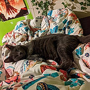 Hayes is registered to the contest to win money with this photo: bedroom, blanket, cat, comfort, cozy, feline, fur, gray_cat, green_wall, home, indoor, nap, patterned_blanket, plant, poster, relaxation, resting, sleeping, tail, warm_lighting