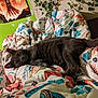 bedroom, blanket, cat, comfort, cozy, feline, fur, gray_cat, green_wall, home, indoor, nap, patterned_blanket, plant, poster, relaxation, resting, sleeping, tail, warm_lighting