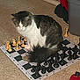 animal, black_pieces, board_game, carpet, cat, chess_pieces, chessboard, curious, feline, floor, furry, game_piece, gray_cat, home, indoor, pet, sitting, storage_bin, white_cat, wooden_pieces