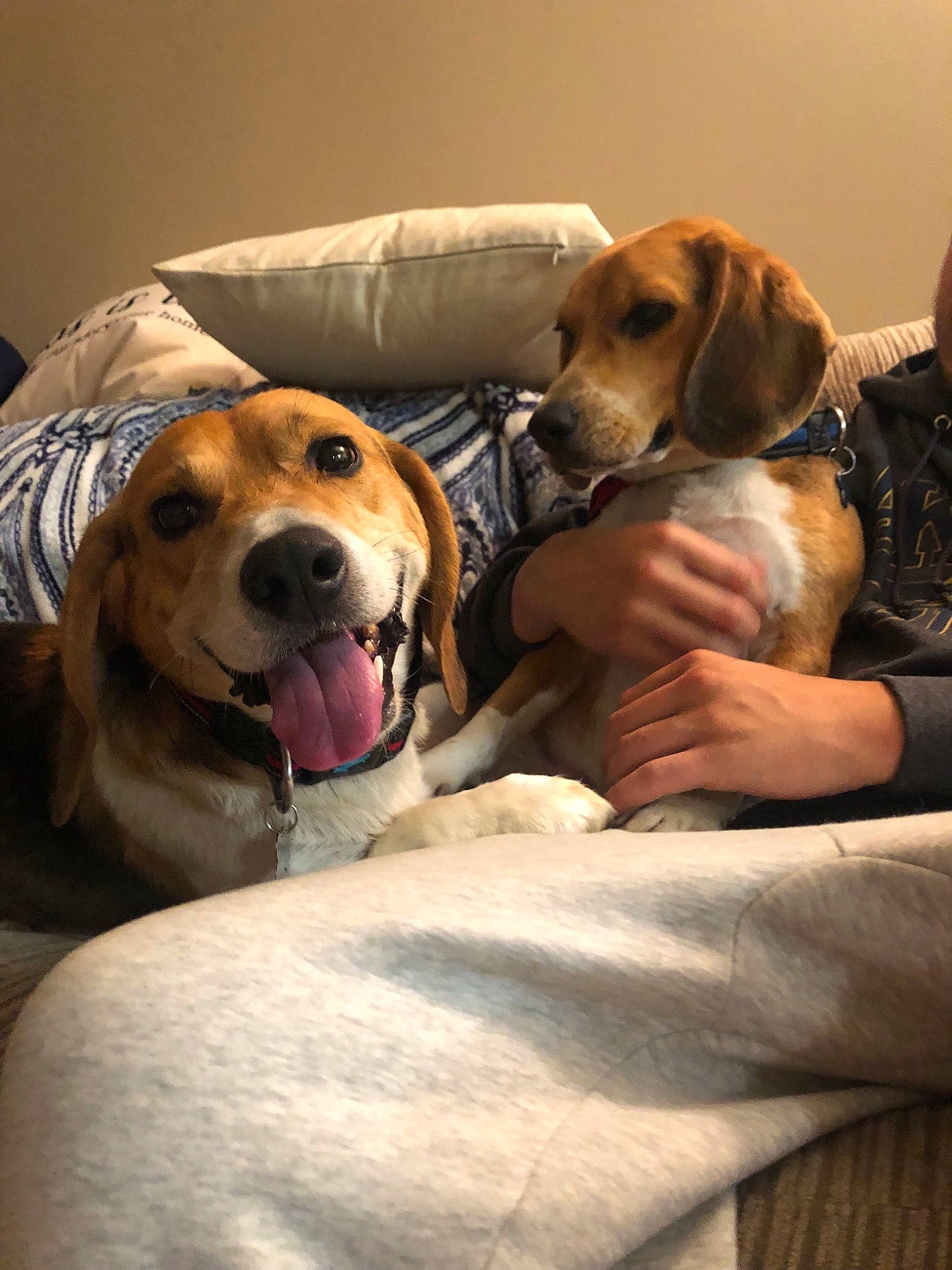 General joined the competition — help win amazing prizes! american_foxhound, beagador, beagle, canidae, carnivore, companion_dog, coonhound, dog, dog_breed, ear, english_coonhound, harrier, mammal, nose, puppy_love, rare_breed_dog, snout, sporting_group, treeing_walker_coonhound, vertebrate