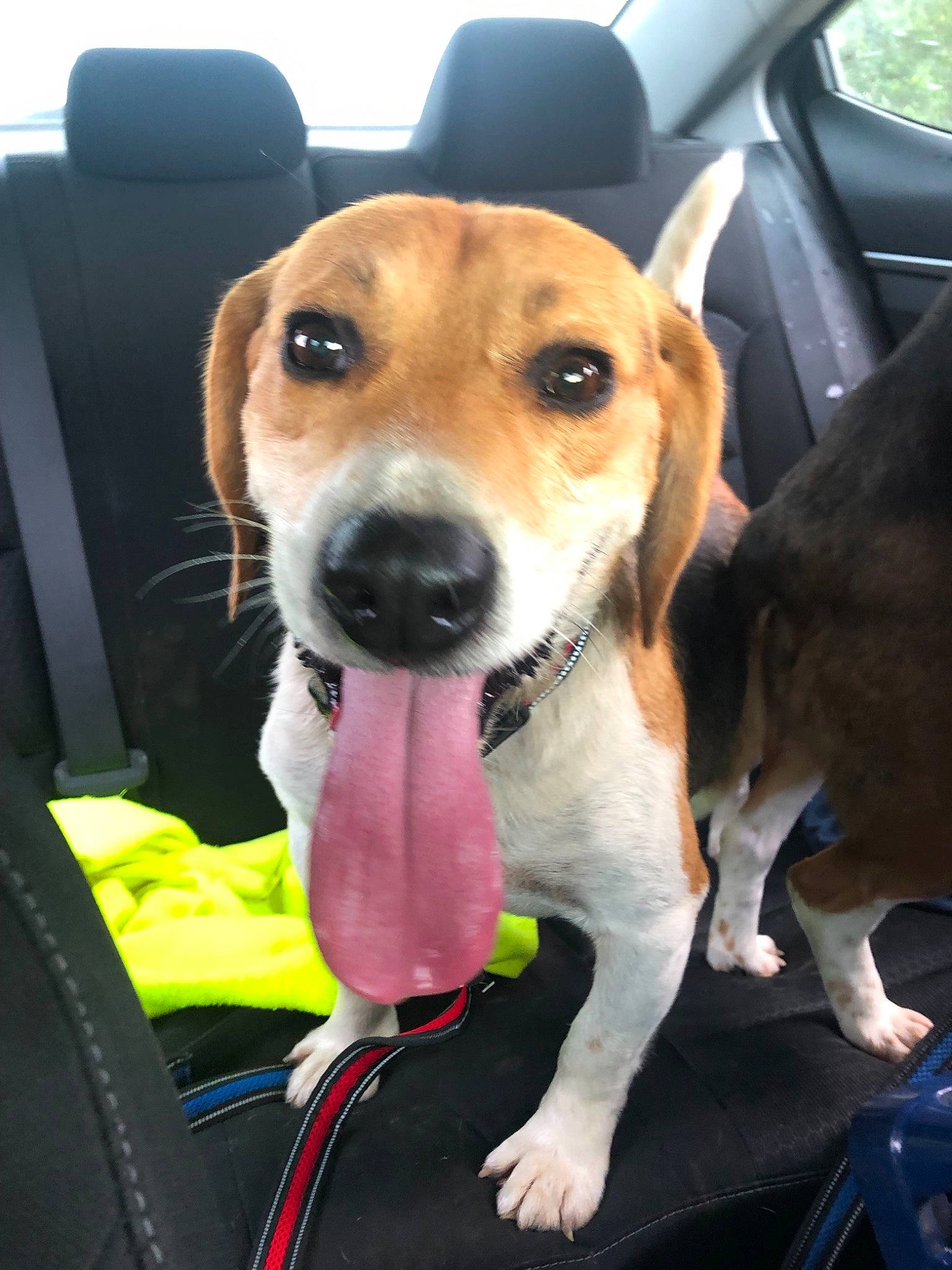 General is registered to the contest to win money with this photo: beagador, beagle, beagle_harrier, canidae, car, car_seat, carnivore, companion_dog, dog, dog_breed, fawn, feist, harrier, hunting_dog, mammal, snout, sporting_group, treeing_walker_coonhound, vehicle, vertebrate