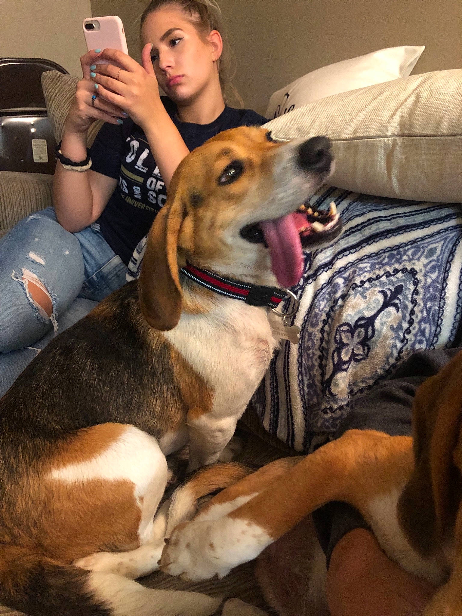 General is registered to the contest to win money with this photo: canidae, carnivore, companion_dog, dog, dog_breed, estonian_hound, fawn, lurcher, mammal, puppy_love, snout