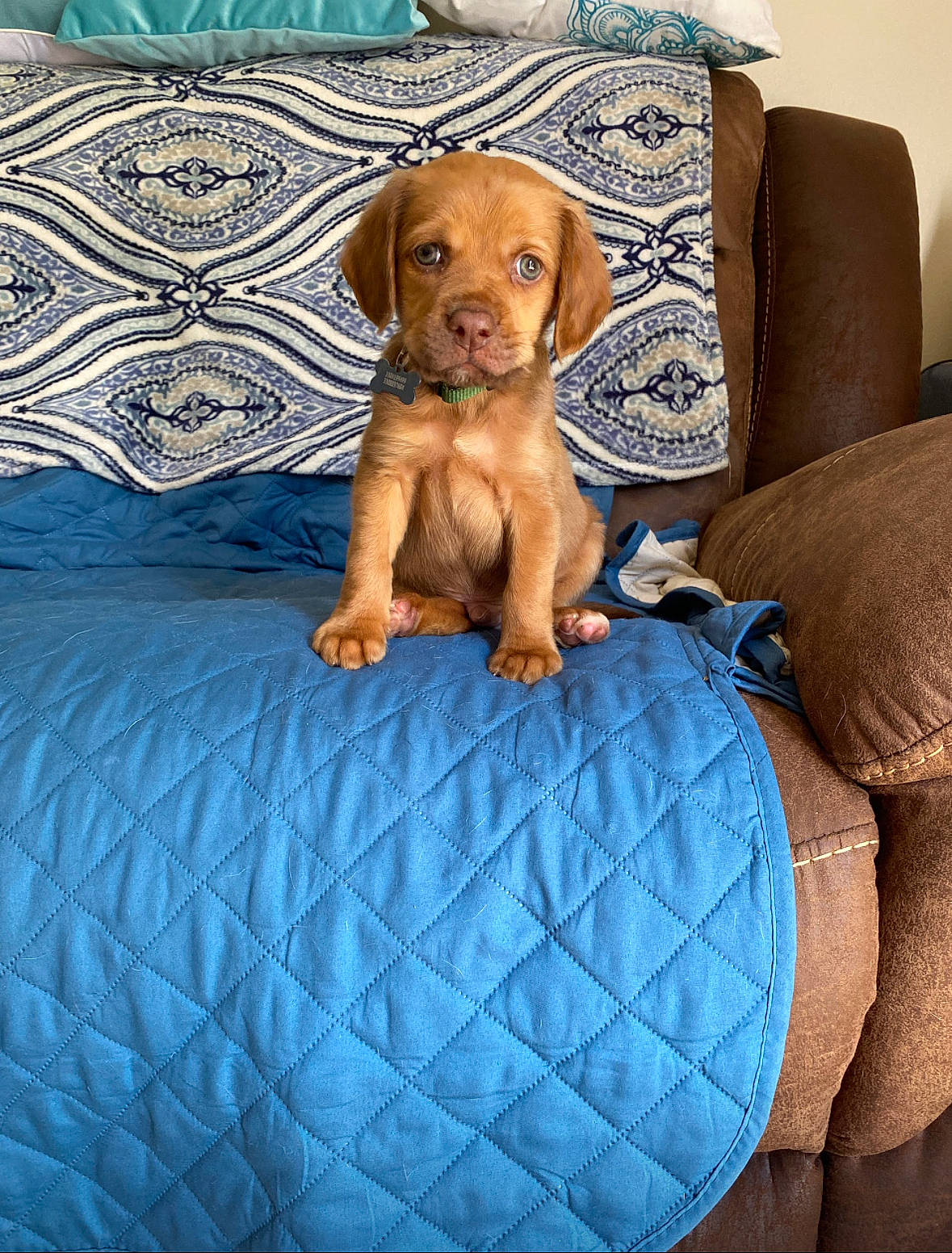 Opie joined the competition — help win amazing prizes! bean_bag, blue, brown, canidae, carnivore, comfort, companion_dog, dog, dog_breed, dog_supply, electric_blue, fawn, linens, liver, pattern, pet_supply, snout, sporting_group, toy, working_animal