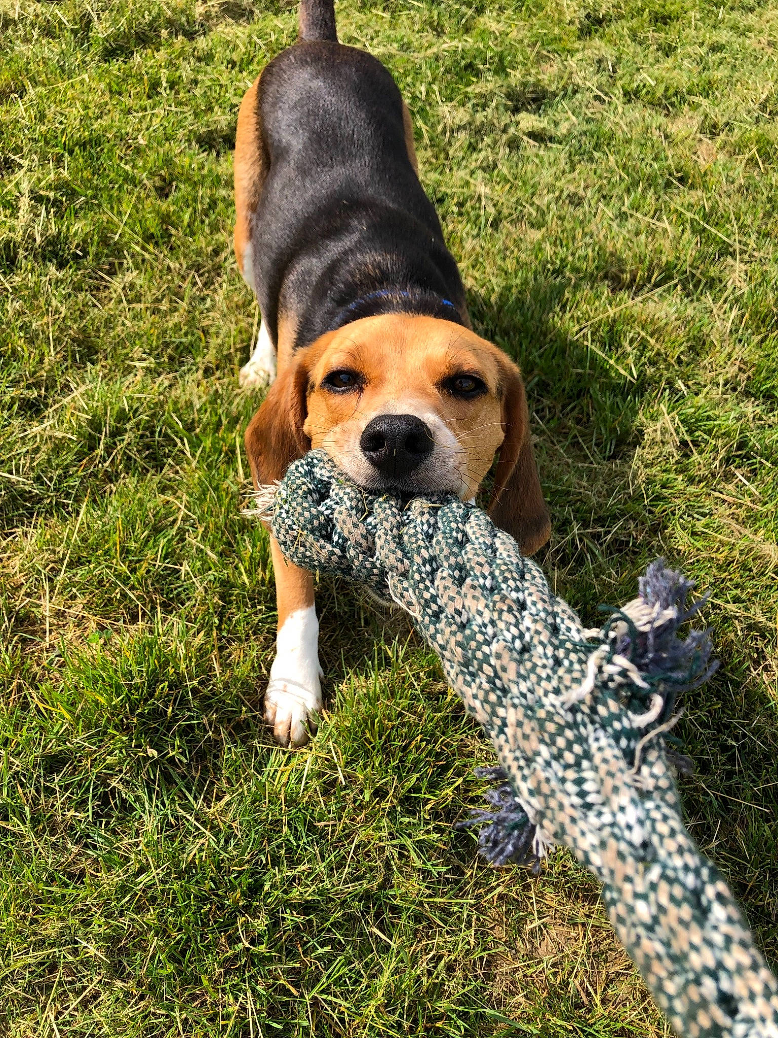 Chief is registered to the contest to win money with this photo: american_foxhound, beagle, beagle_harrier, canidae, carnivore, companion_dog, coonhound, dog, dog_breed, english_coonhound, estonian_hound, finnish_hound, grass, harrier, hound, mammal, scent_hound, snout, treeing_walker_coonhound, vertebrate