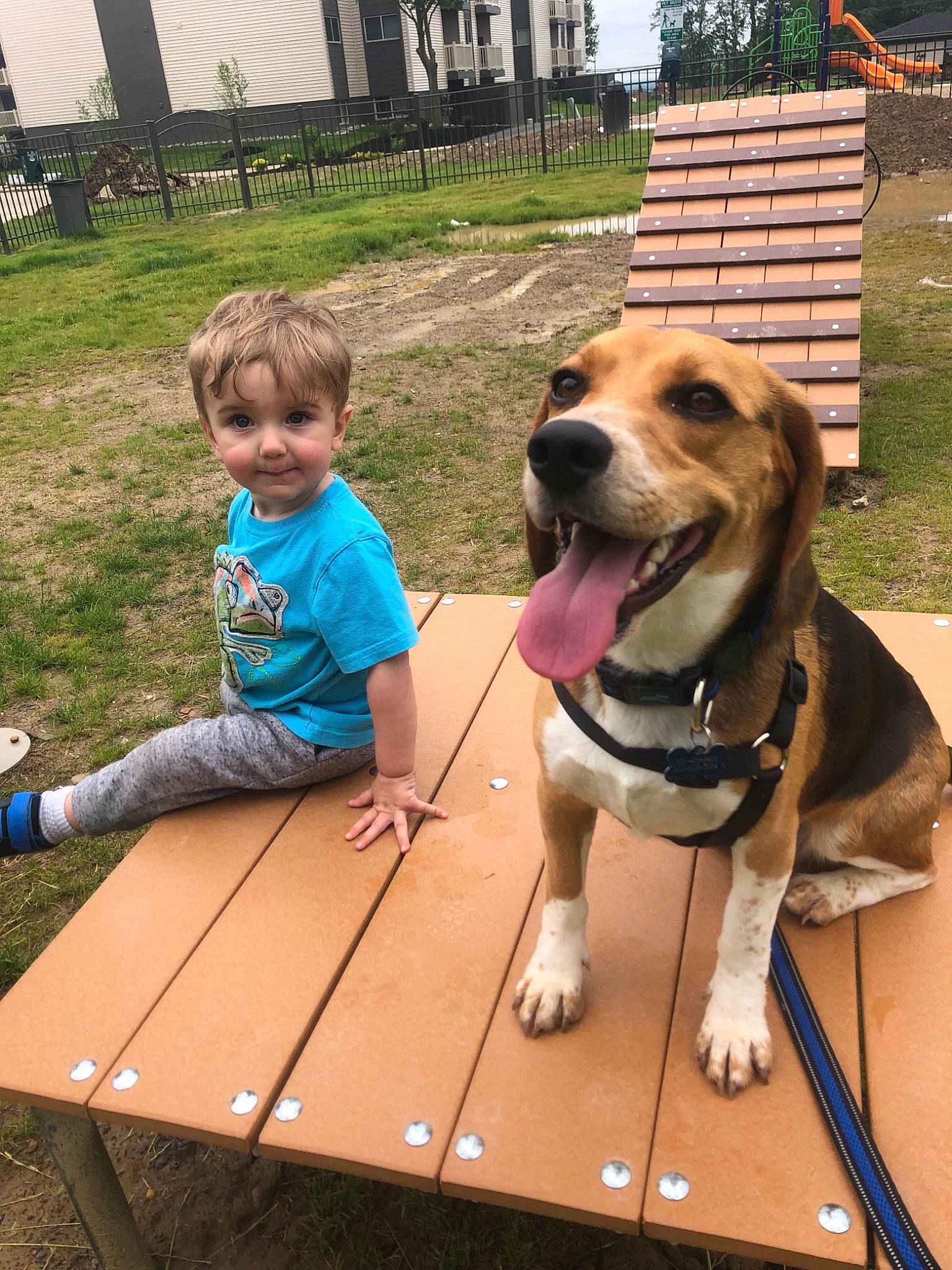 Chief joined the competition — help win amazing prizes! beagle, beagle_harrier, canidae, carnivore, child, companion_dog, dog, dog_breed, fawn, hound, leash, mammal
