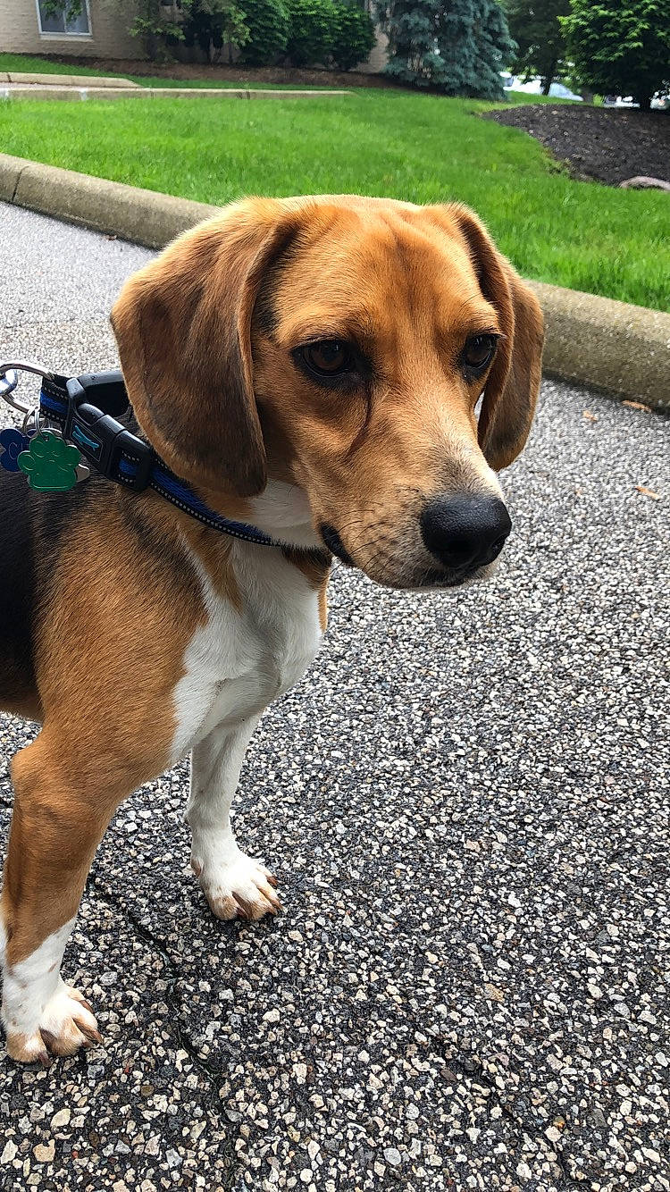 Chief joined the competition — help win amazing prizes! american_foxhound, beagador, beagle, beagle_harrier, canidae, carnivore, companion_dog, dog, dog_breed, english_foxhound, estonian_hound, grand_anglo_francais_tricolore, harrier, hound, mammal, pocket_beagle, rare_breed_dog, snout, treeing_walker_coonhound, vertebrate