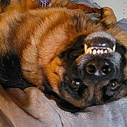Axel is registered to the contest to win money with this photo: dog, german_shepherd, lying_down, upside_down, teeth, smiling, pet, animal, fur, blanket, cozy, indoors, relaxed, canine, cute, portrait, close_up, brown, black, friendly