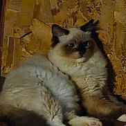 Maximus is registered to the contest to win money with this photo: cat, fluffy, long_hair, color_point, blue_eyes, sitting, portrait, indoor, rustic, wall, cushion, paws, whiskers, ears, fur, pet, mammal, animal, low_light, relaxed