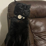 Tsuki is registered to the contest to win money with this photo: black_cat, cat, pet, animal, feline, collar, leather_chair, indoor, fur, whiskers, ears, sitting, looking, domestic_animal, closeup, household, cozy, shadow, wall, portrait