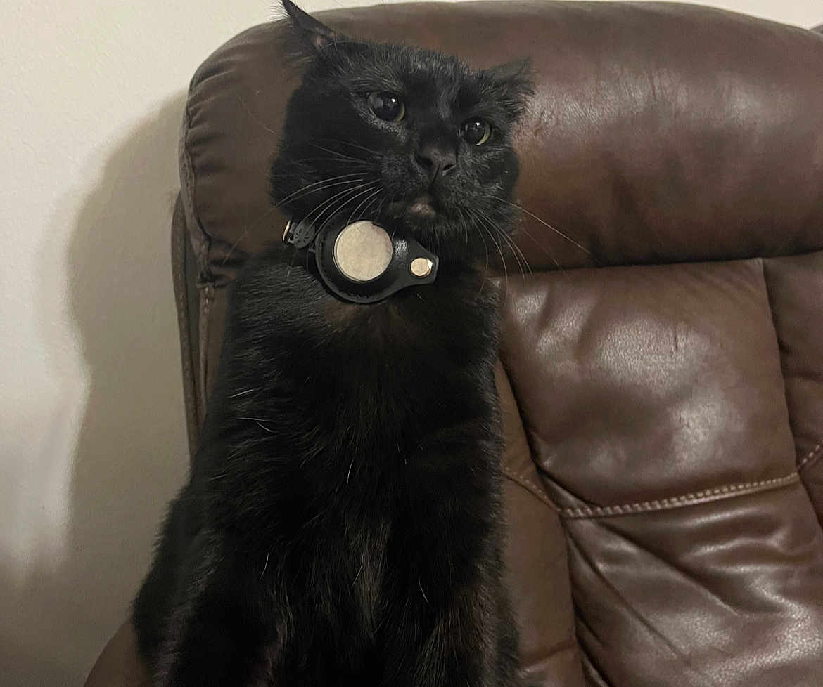 Tsuki is registered to the contest to win money with this photo: black_cat, cat, pet, animal, feline, collar, leather_chair, indoor, fur, whiskers, ears, sitting, looking, domestic_animal, closeup, household, cozy, shadow, wall, portrait