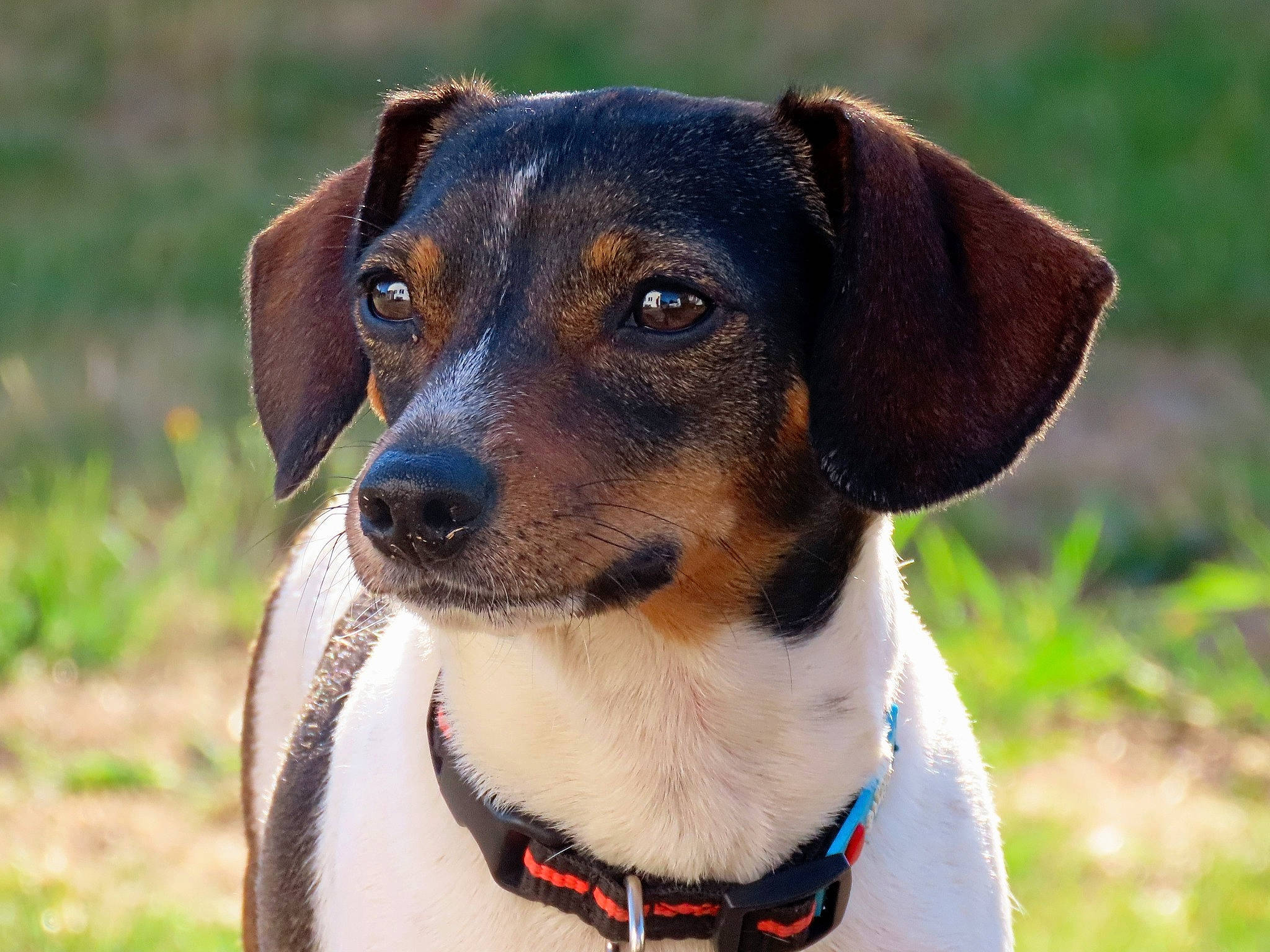 Marquise participe au concours pour gagner de l'argent avec cette photo : canidae, carnivore, collar, companion_dog, dog, dog_breed, dog_collar, fashion_accessory, fawn, grass, hunting_dog, leash, plant, snout, sporting_group, terrestrial_animal, whiskers, working_animal, working_dog