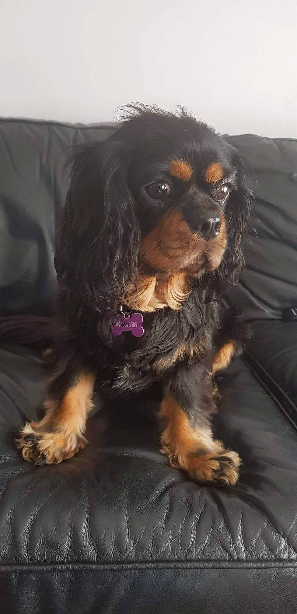 Indi-rose is registered to the contest to win money with this photo: canidae, carnivore, cavalier_king_charles_spaniel, cavapoo, cocker_spaniel, companion_dog, dog, dog_breed, english_cocker_spaniel, king_charles_spaniel, mammal, puppy, rare_breed_dog, snout, spaniel, sporting_group, toy_dog, vertebrate, yorkipoo
