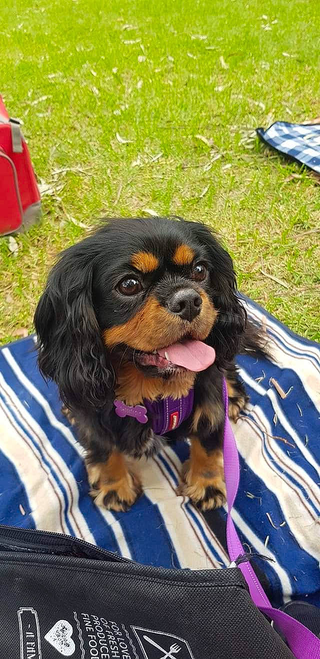 Indi-rose is registered to the contest to win money with this photo: canidae, carnivore, cavalier_king_charles_spaniel, cocker_spaniel, companion_dog, dog, dog_breed, king_charles_spaniel, mammal, puppy, rare_breed_dog, snout, spaniel, sporting_group, toy_dog, vertebrate