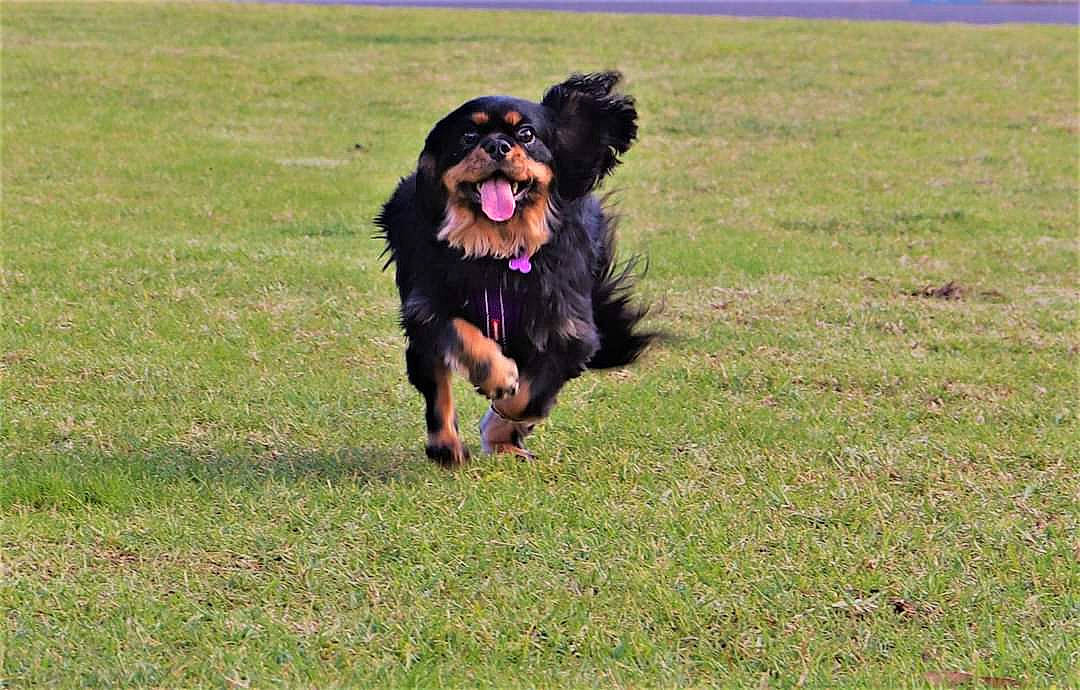 Indi-rose is registered to the contest to win money with this photo: briard, canidae, cao_da_serra_de_aires, carnivore, companion_dog, dog, dog_breed, gordon_setter, grass, hovawart, hunting_dog, mammal, obedience_training, sporting_group, vertebrate, working_dog