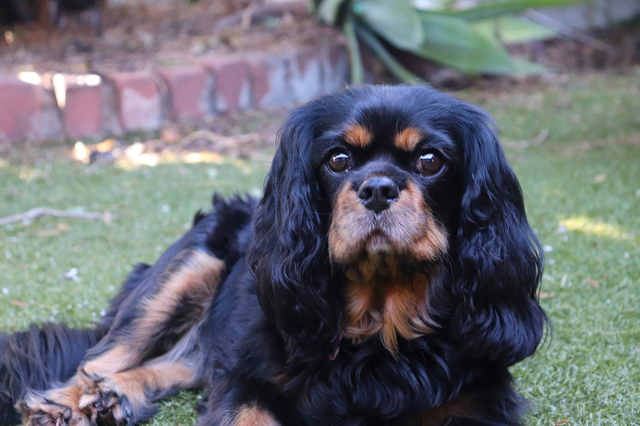 Indi joined the competition — help win amazing prizes! canidae, carnivore, companion_dog, dog, dog_breed, fawn, fur, grass, liver, plant, snout, sporting_group, terrestrial_animal, wildlife