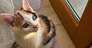 Kiya a rejoint le concours — aidez-le/la à gagner de superbes lots ! kitten, calico, cat, floor, wooden_floor, door, glass_door, curtain, natural_light, indoor, pet, cute, small, animal, fur, whiskers, ears, eyes, looking_up, sunlight