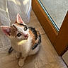 kitten, calico, cat, floor, wooden_floor, door, glass_door, curtain, natural_light, indoor, pet, cute, small, animal, fur, whiskers, ears, eyes, looking_up, sunlight