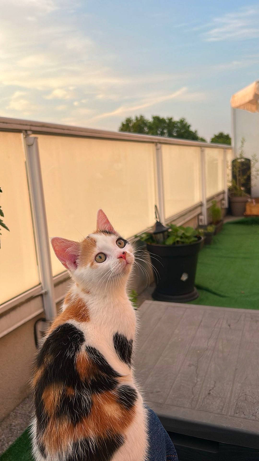 Kiya