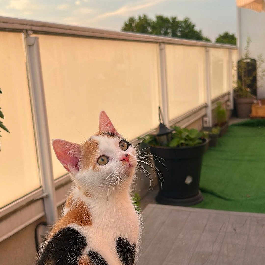 Kiya