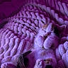 Kiya participe au concours pour gagner de l'argent avec cette photo : kitten, sleeping, blanket, fluffy, purple_light, cozy, cute, pet, fur, paws, relaxed, resting, indoor, soft_texture, small_animal, animal, mammal, domestic, comfort, peaceful