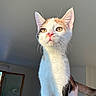animal, calico, cat, curious, domestic, ears, eyes, feline, fur, house, indoor, kitten, light, nose, pet, room, standing, tail, whiskers, window