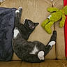 Baloo participe au concours pour gagner de l'argent avec cette photo : animal, black_and_white_cat, blanket, cat, green_toy, indoor, leather_couch, living_room, lying_down, pet, playful, red_cushion, relaxed, sleeping, sofa, stuffed_animal, tile_floor, upside_down, white_chest, white_paws