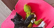 Baloo participe au concours pour gagner de l'argent avec cette photo : animal, black_cat, black_fur, cat, cute, green_toy, heart_pattern, indoor, kitten, lying_down, pet, pink_scratcher, playing, sleeping, stuffed_toy, tail, tile_floor, toy, white_paws, wooden_surface
