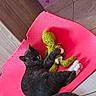 animal, black_cat, black_fur, cat, cute, green_toy, heart_pattern, indoor, kitten, lying_down, pet, pink_scratcher, playing, sleeping, stuffed_toy, tail, tile_floor, toy, white_paws, wooden_surface