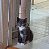 animal, architecture, cat, cute, doorway, ears, floor, gray_fur, green_eyes, home, indoors, kitten, pet, portrait, sitting, tuxedo_cat, whiskers, white_chest, white_paws, wooden_floor