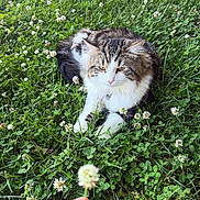 Storm is registered to the contest to win money with this photo: cat, grass, clover, flower, hand, outdoor, nature, pet, animal, greenery, white_flower, fur, relaxing, cute, curious, closeup, summer, leaf, plant, daylight
