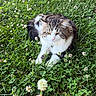 cat, grass, clover, flower, hand, outdoor, nature, pet, animal, greenery, white_flower, fur, relaxing, cute, curious, closeup, summer, leaf, plant, daylight