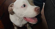 Archie joined the competition — help win amazing prizes! animal, canine, couch, dog, ears, floor, furniture, happy_dog, indoor, jeans, looking_up, mouth_open, nose, paw, person, pet, sitting, tan_dog, white_dog, wooden_floor